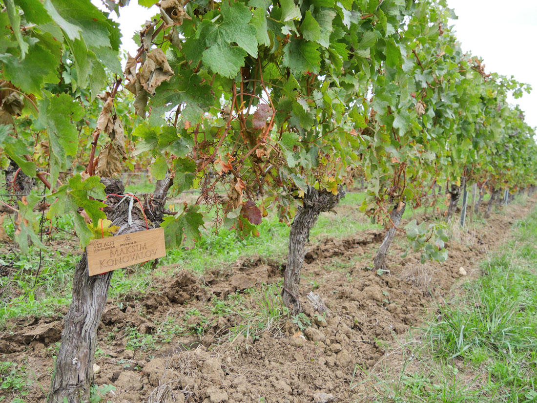 Виноградник на урожай